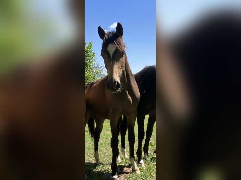 Österreichisches Reitpony Stute 1 Jahr 150 cm Buckskin in St.Georgen an der Leys