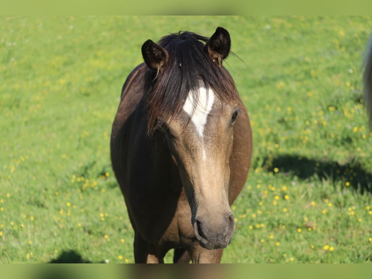 Österreichisches Reitpony Stute 1 Jahr 150 cm Buckskin in St.Georgen an der Leys
