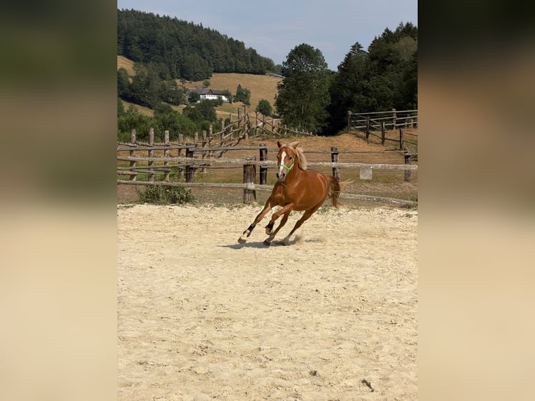 Österreichisches Reitpony Stute 2 Jahre 143 cm Fuchs in Bromberg