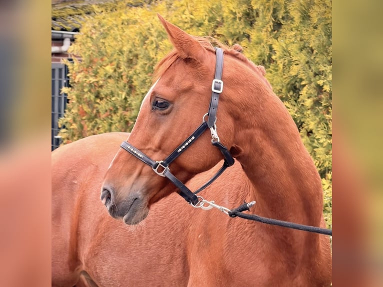 Österreichisches Reitpony Mix Wallach 6 Jahre 150 cm Fuchs in Nettetal