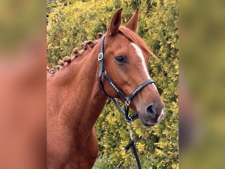 Österreichisches Reitpony Mix Wallach 6 Jahre 150 cm Fuchs in Nettetal