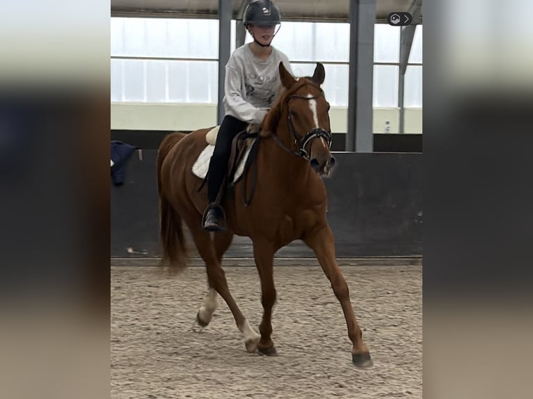 Österreichisches Reitpony Mix Wallach 6 Jahre 150 cm Fuchs in Nettetal