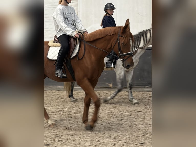 Österreichisches Reitpony Mix Wallach 6 Jahre 150 cm Fuchs in Nettetal