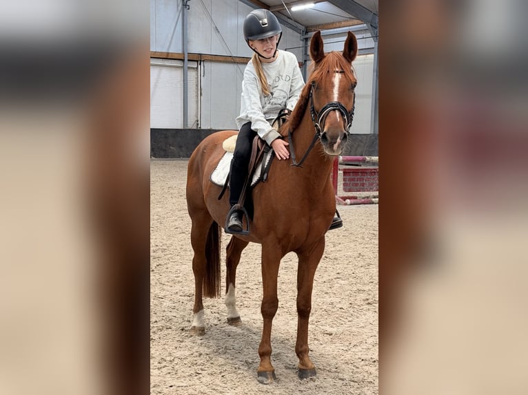 Österreichisches Reitpony Mix Wallach 6 Jahre 150 cm Fuchs in Nettetal