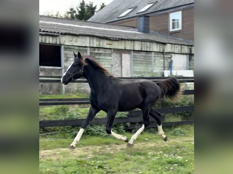 Österreichisches Warmblut Hengst 1 Jahr 166 cm Rappe in Bastogne