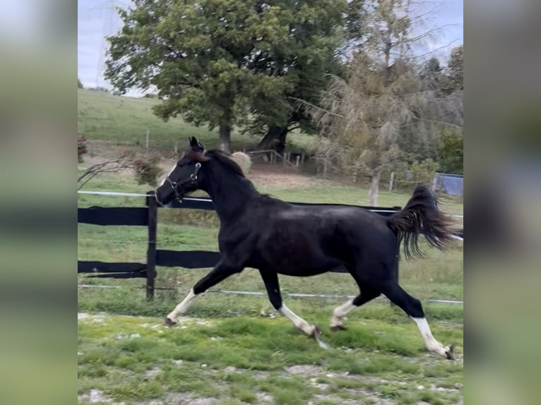 Österreichisches Warmblut Hengst 1 Jahr 166 cm Rappe in Bastogne