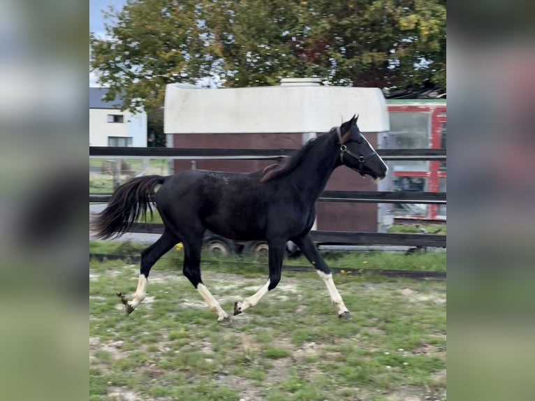 Österreichisches Warmblut Hengst 1 Jahr 166 cm Rappe in Bastogne