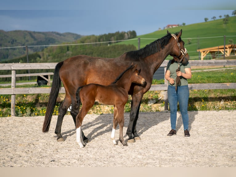 Österreichisches Warmblut Hengst 1 Jahr 168 cm Brauner in Garsten