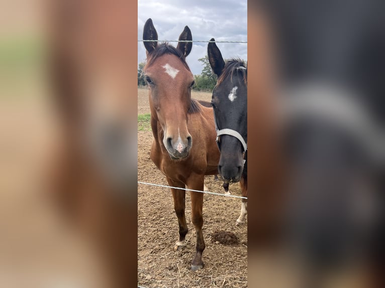 Österreichisches Warmblut Hengst 1 Jahr 170 cm Brauner in Unterpetersdorf