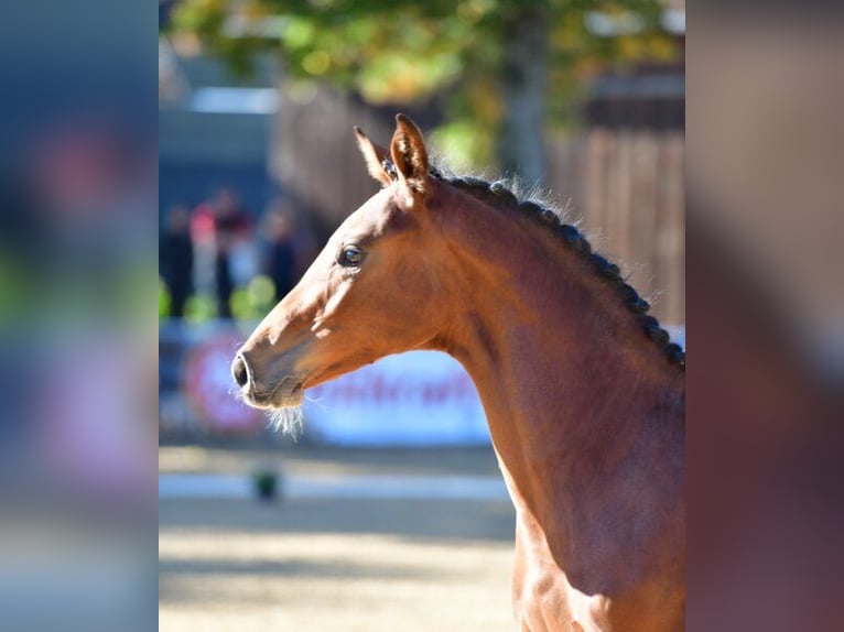 Österreichisches Warmblut Hengst 1 Jahr 170 cm Brauner in Gols