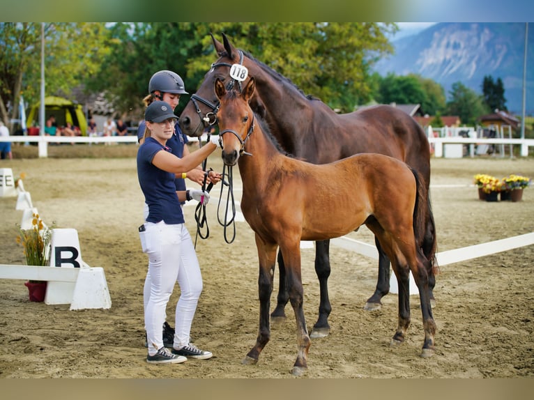 Österreichisches Warmblut Hengst 1 Jahr 170 cm Dunkelbrauner in Magdalenberg