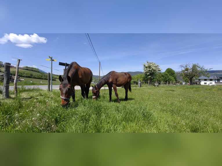 Österreichisches Warmblut Hengst 1 Jahr 170 cm Dunkelbrauner in Kirchberg am Wechsel