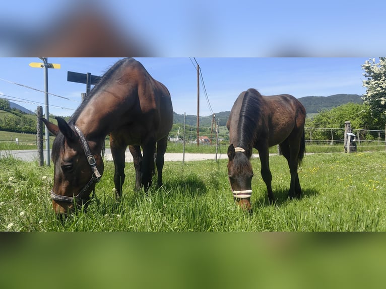 Österreichisches Warmblut Hengst 1 Jahr 170 cm Dunkelbrauner in Kirchberg am Wechsel