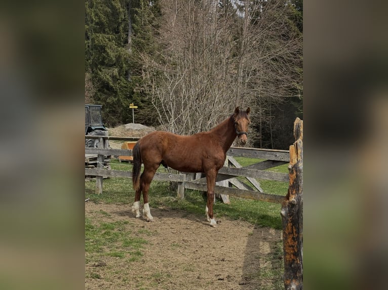 Österreichisches Warmblut Hengst 1 Jahr 170 cm Dunkelfuchs in Arriach