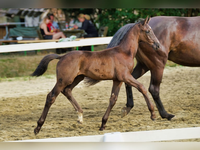 Österreichisches Warmblut Hengst 1 Jahr 170 cm Rappe in Reichenfels