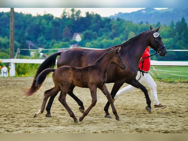 Österreichisches Warmblut Hengst 1 Jahr 170 cm Rappe in Reichenfels
