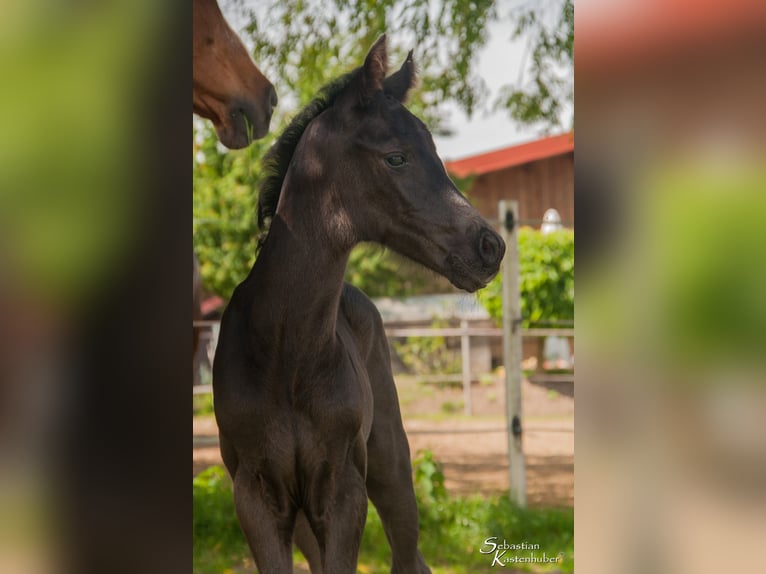 Österreichisches Warmblut Hengst 1 Jahr 170 cm Rappe in Gampern