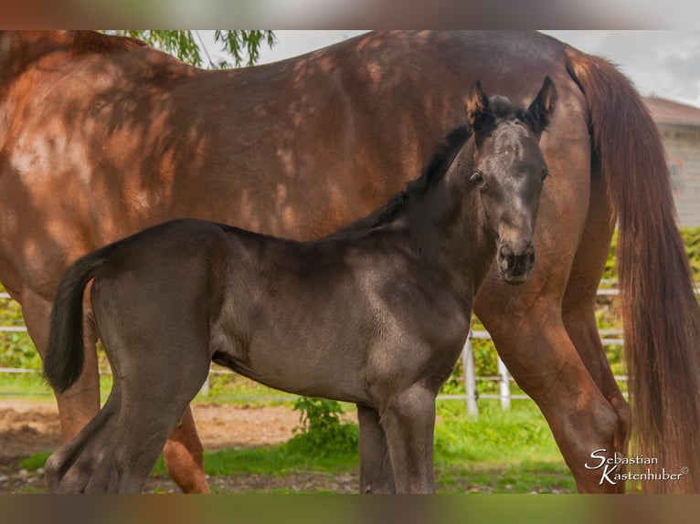 Österreichisches Warmblut Hengst 1 Jahr 170 cm Rappe in Gampern