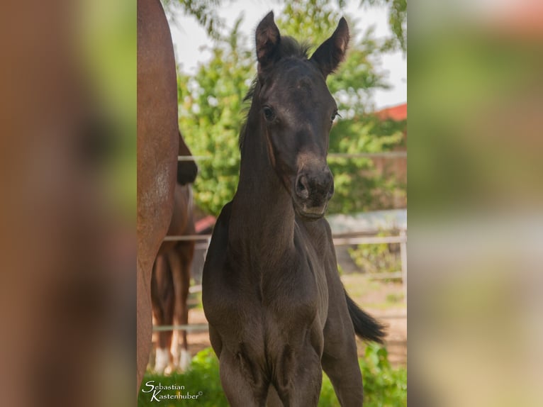 Österreichisches Warmblut Hengst 1 Jahr 170 cm Rappe in Gampern