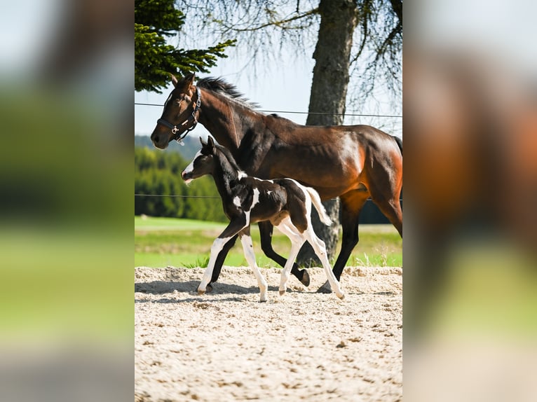 Österreichisches Warmblut Hengst 1 Jahr 170 cm Schecke in Altmelon