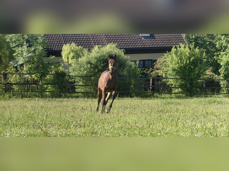 Österreichisches Warmblut Hengst 1 Jahr 172 cm Brauner in Grimmenstein