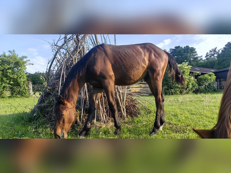 Österreichisches Warmblut Hengst 1 Jahr 172 cm Brauner in Grimmenstein