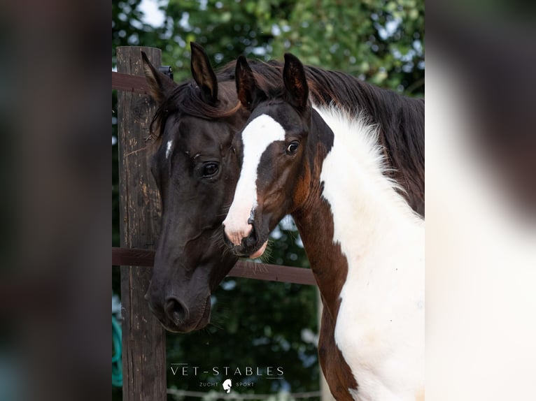 Österreichisches Warmblut Hengst 1 Jahr 172 cm Tobiano-alle-Farben in Entschendorf