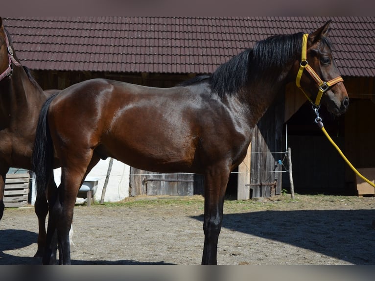 Österreichisches Warmblut Hengst 1 Jahr Brauner in Garsten