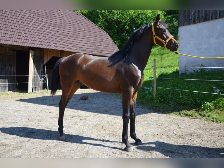 Österreichisches Warmblut Hengst 1 Jahr Brauner in Garsten
