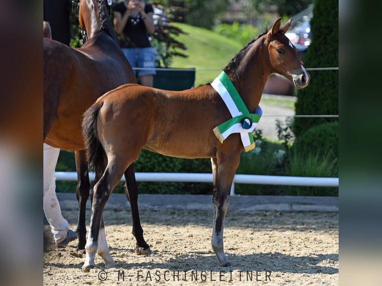 Österreichisches Warmblut Hengst 1 Jahr Brauner in Wies Österreichisches Warmblut Hengst 1 Jahr Brauner in Wies