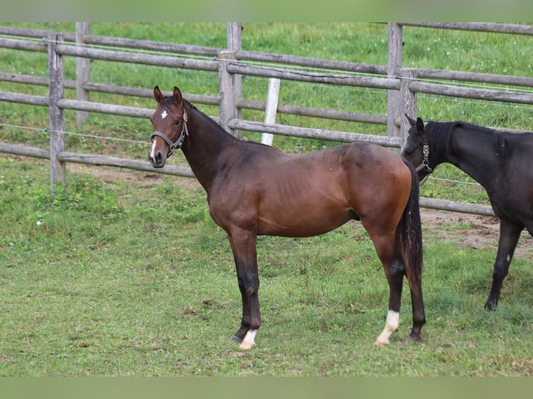 Österreichisches Warmblut Hengst 1 Jahr Brauner in Wies Österreichisches Warmblut Hengst 1 Jahr Brauner in Wies