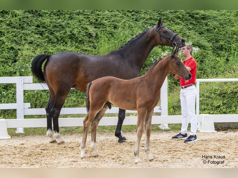 Österreichisches Warmblut Hengst 1 Jahr Brauner in St. Marien