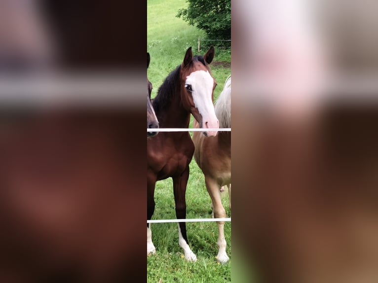 Österreichisches Warmblut Hengst 1 Jahr Brauner in Kleinreifling