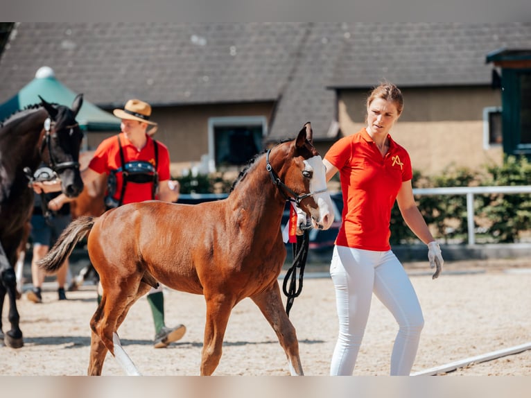 Österreichisches Warmblut Hengst 1 Jahr Brauner in Kleinreifling