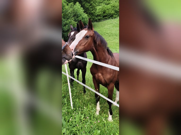 Österreichisches Warmblut Hengst 1 Jahr Brauner in Kleinreifling
