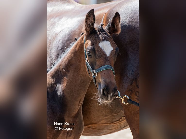 Österreichisches Warmblut Hengst 1 Jahr in Kollmitzdörfl