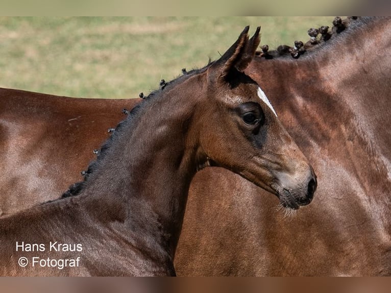 Österreichisches Warmblut Hengst 1 Jahr in Kollmitzdörfl