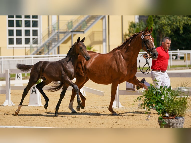 Österreichisches Warmblut Hengst 1 Jahr Dunkelbrauner in Polling