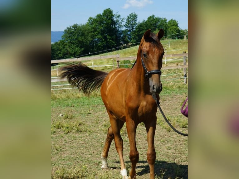 Österreichisches Warmblut Hengst 1 Jahr Dunkelfuchs in Blumegg
