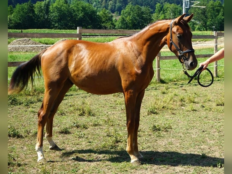 Österreichisches Warmblut Hengst 1 Jahr Dunkelfuchs in Blumegg