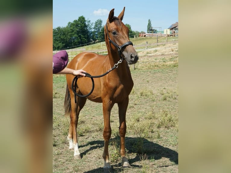 Österreichisches Warmblut Hengst 1 Jahr Dunkelfuchs in Blumegg