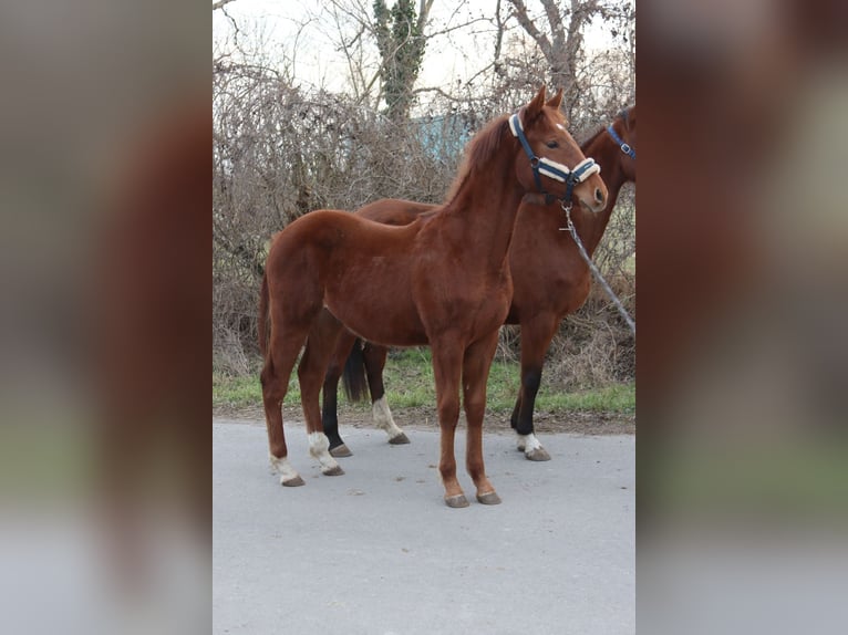 Österreichisches Warmblut Hengst 1 Jahr Fuchs in Götzendorf