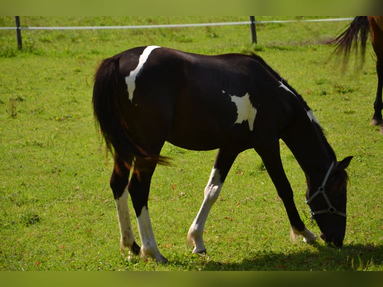 Österreichisches Warmblut Hengst 1 Jahr Schecke in Reutte