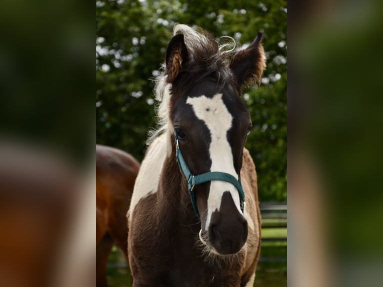 Österreichisches Warmblut Hengst 1 Jahr Schecke in Reutte