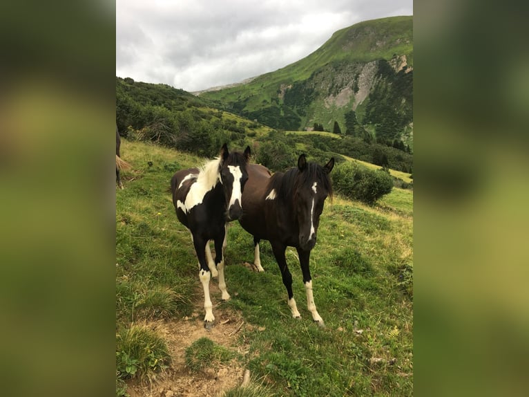 Österreichisches Warmblut Hengst 1 Jahr Schecke in Reutte