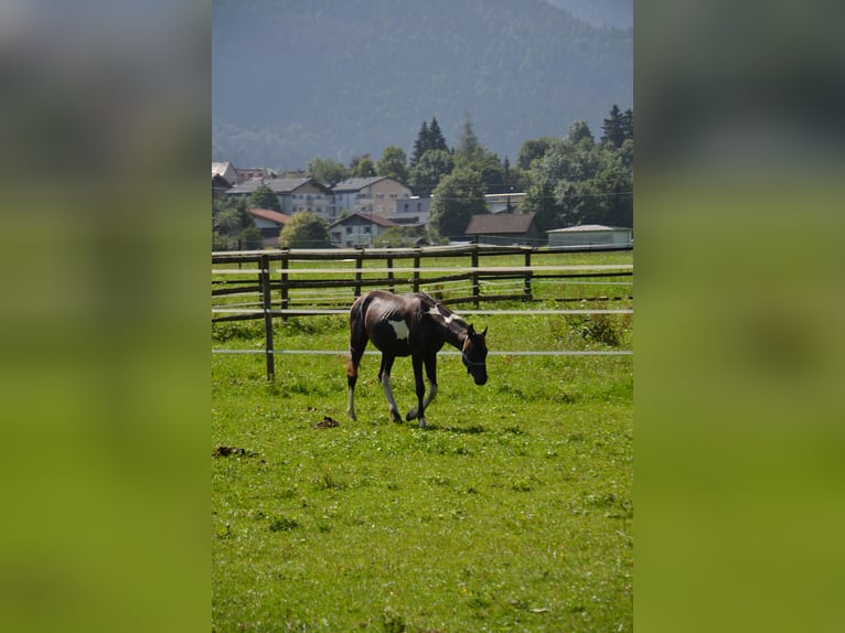 Österreichisches Warmblut Hengst 1 Jahr Schecke in Reutte