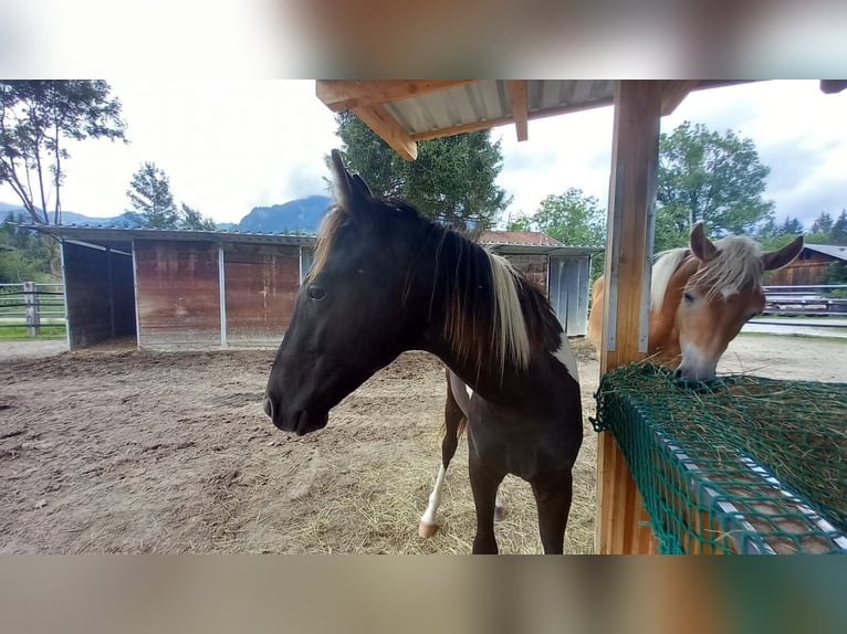 Österreichisches Warmblut Hengst 1 Jahr Schecke in Reutte