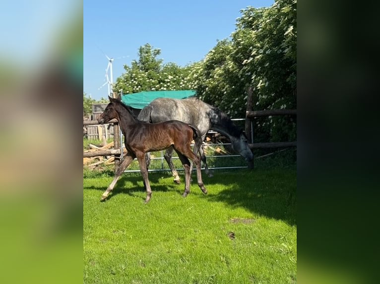 Österreichisches Warmblut Hengst 1 Jahr Schimmel in Deutsch Wagram