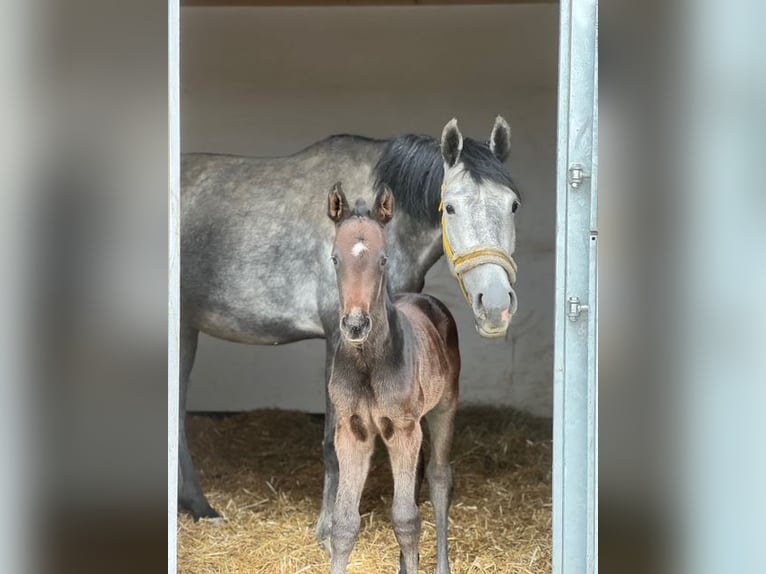 Österreichisches Warmblut Hengst 1 Jahr Schimmel in Deutsch Wagram
