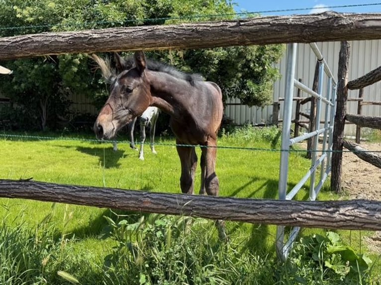 Österreichisches Warmblut Hengst 1 Jahr Schimmel in Deutsch Wagram